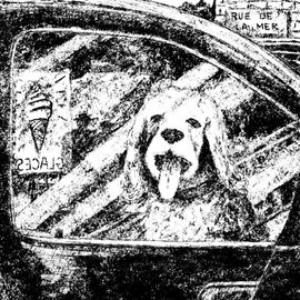 Chien qui tire la langue dans une voiture. La vitre reflète une affiche de glaces.