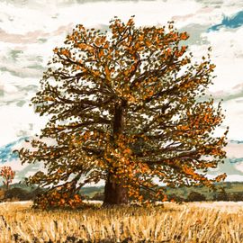 Portrait d’un chêne au milieu du champ, majestueux.