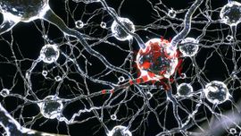 Neurones et parasite.