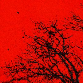 Arbre noir sans feuille sur fond de ciel rouge. Il y a quelques oiseaux. L’ensemble est déchiré, disloqué.