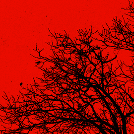 Arbre noir sans feuille sur fond de ciel rouge. Des oiseaux y vont et y viennent.