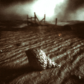 Coquillage sur le sable au bord de la mer, proche d’un ponton.